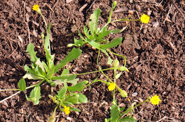 Cretanweed, Hedypnois cretica